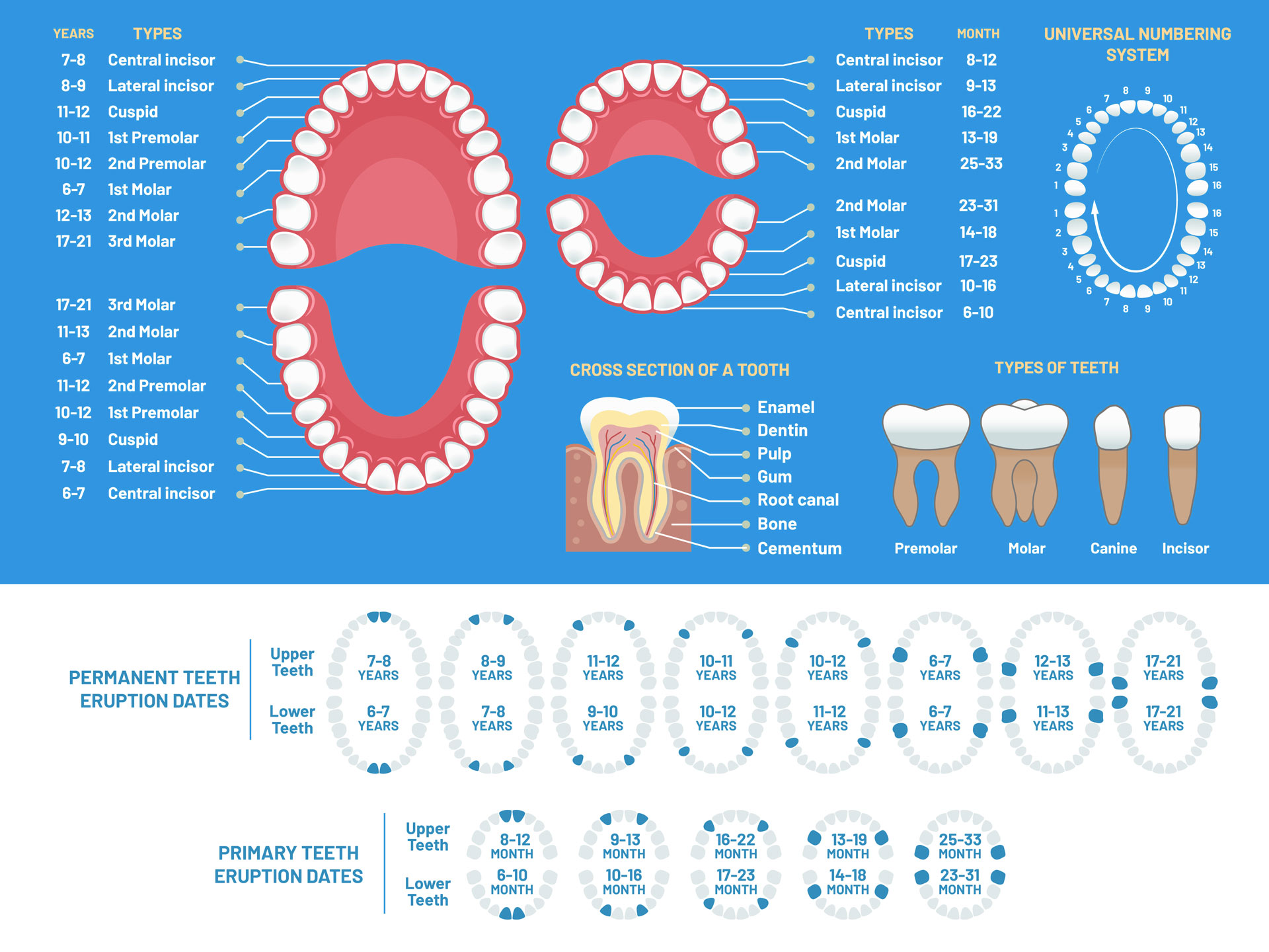 https://orthodontics.net/wp-content/uploads/2019/01/teeth-eruption-chart.jpg